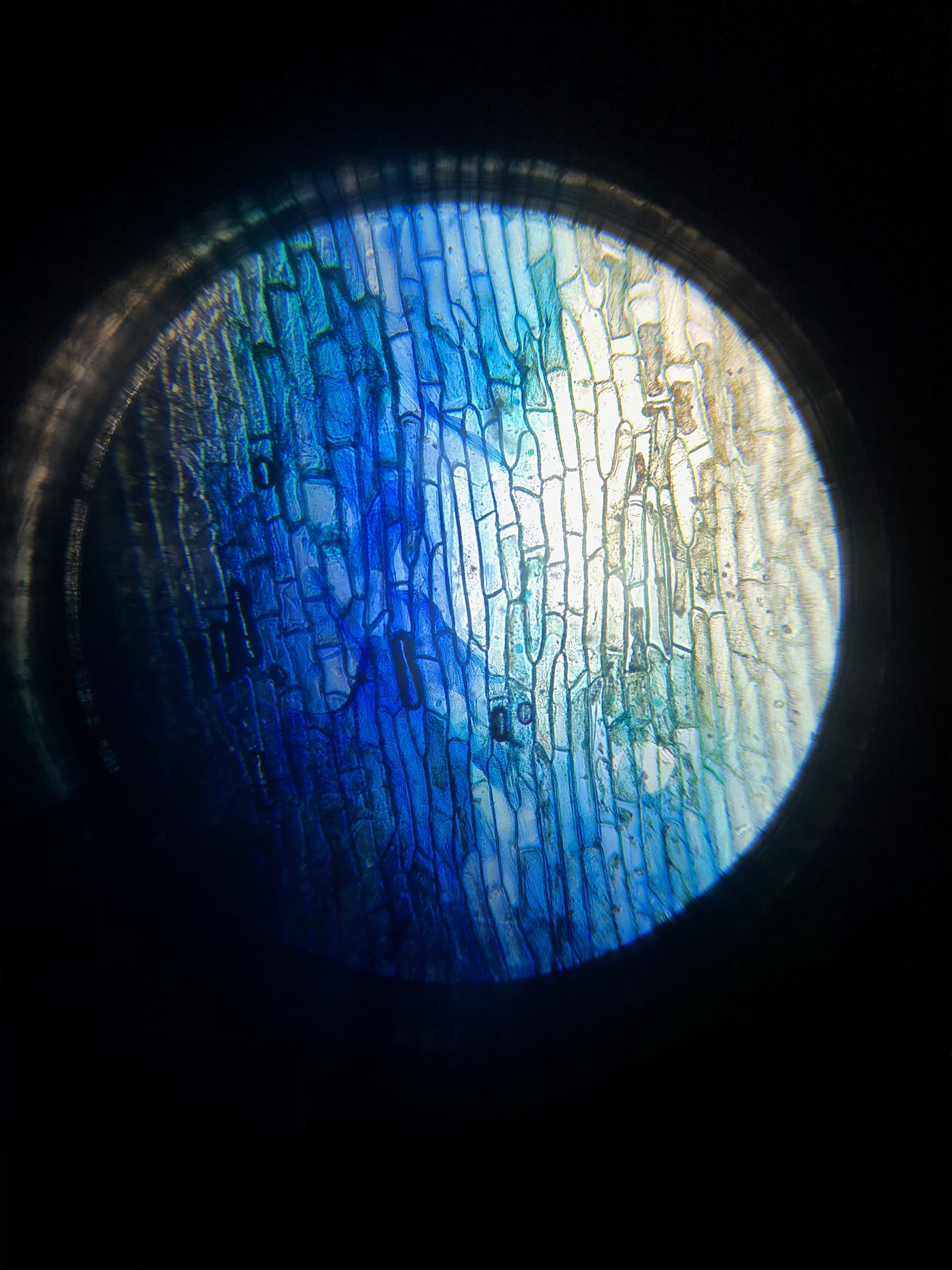 297600FD-4D62-4399-9616-5A5D27B8BC25-min.jpeg 297600FD-4D62-4399-9616-5A5D27B8BC25-min.jpeg